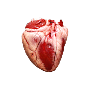 Lamb Heart